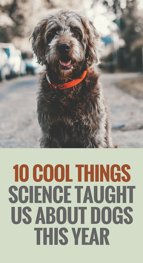 12 Things We Learned About Dogs Through Science