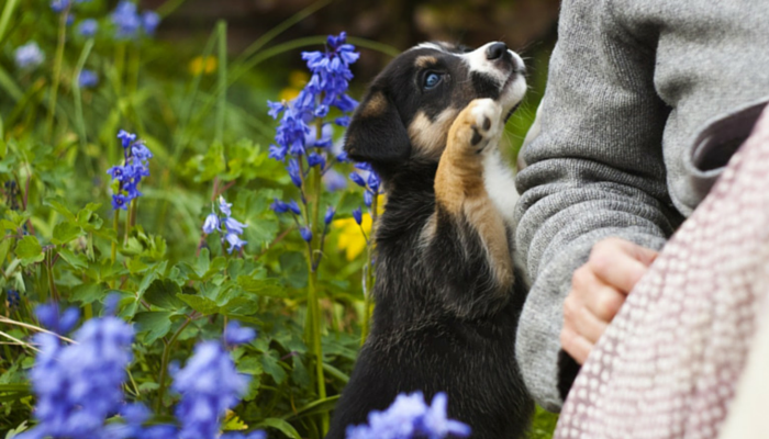 Why Do Dogs Love to Cuddle?