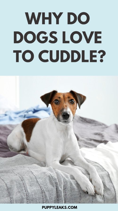 Why Do Dogs Love to Cuddle?