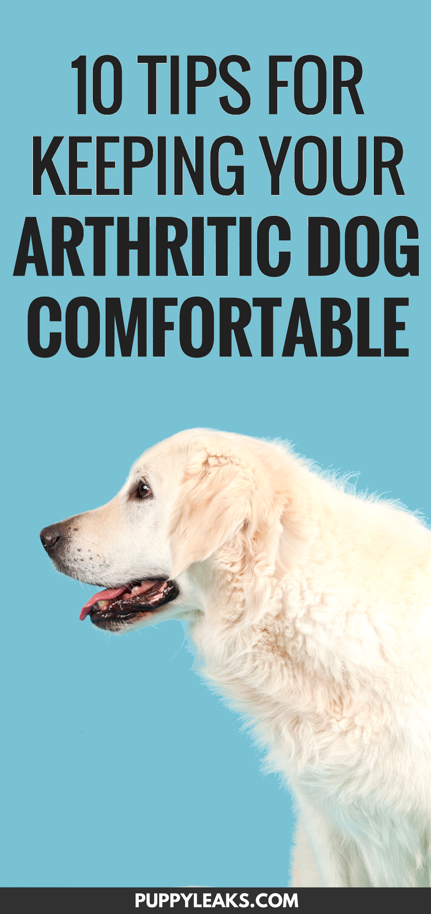 Tips to Keep Your Arthritic Dog Comfortable