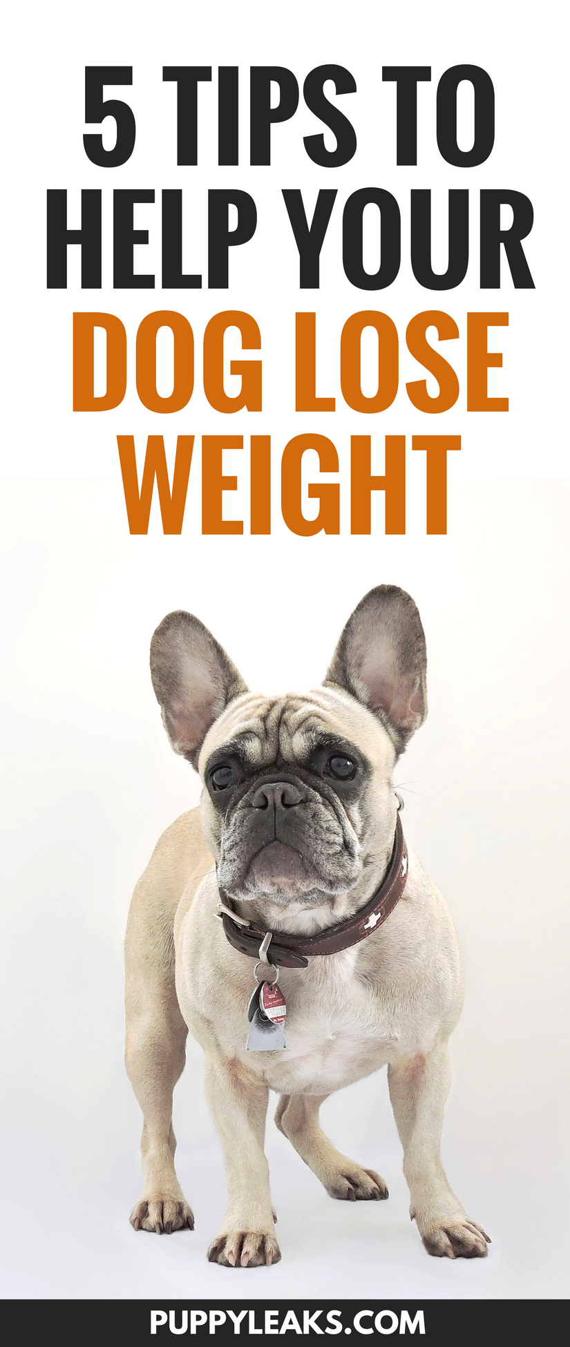 5 Tips To Help Your Dog Lose Weight