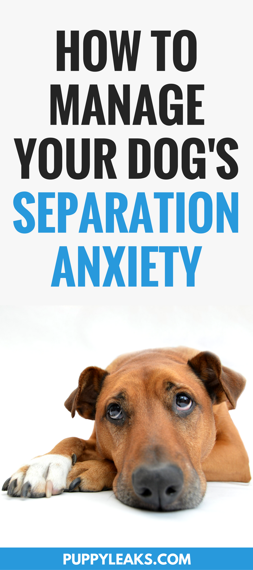 How to manage your dog's separation anxiety