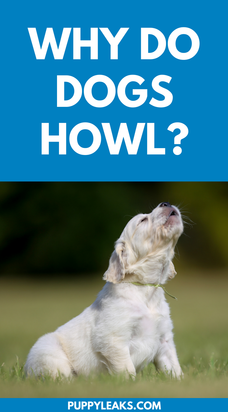 Why do dogs howl