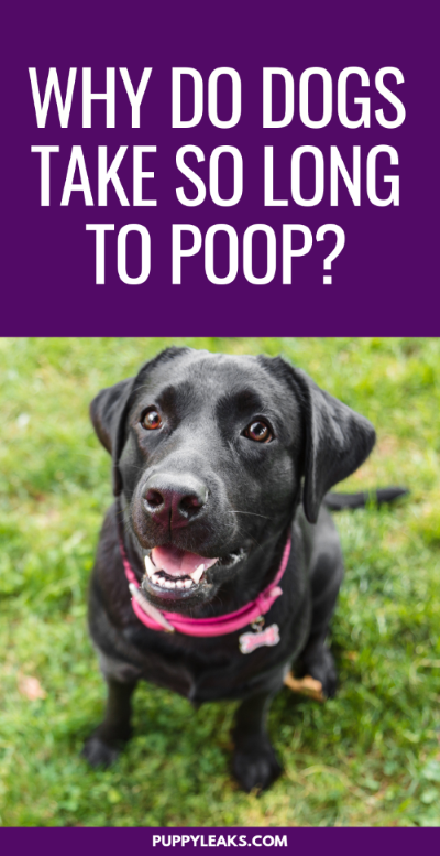 Why do dogs take so long to poop?