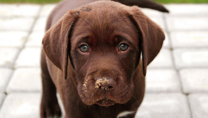 The Query I Wish to Ask Individuals Who Give up Their Canines