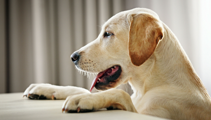 Methods to Gradual Down Your Canine’s Consuming