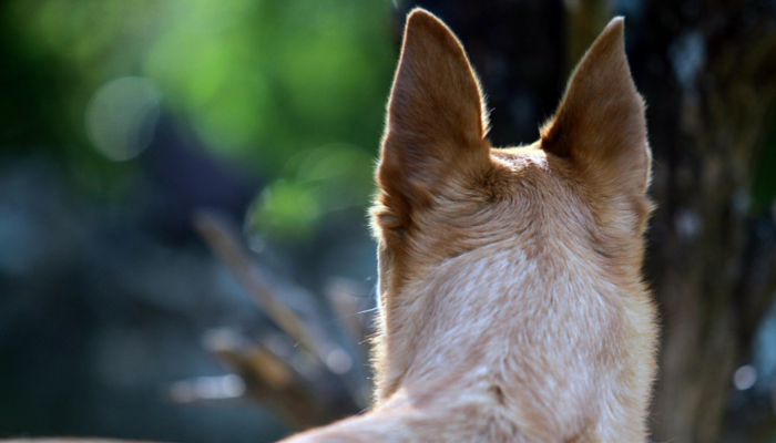 The Science Behind How Canines Discover Their Means Residence