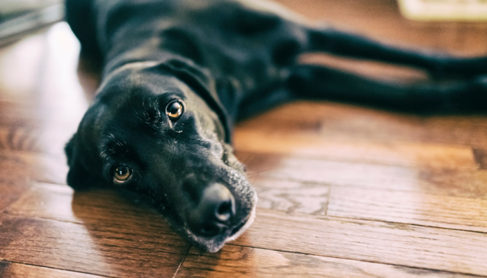 Why Do Canines Drag Their Butts on the Flooring?