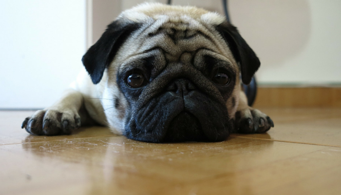 3 Causes Why Fleas Are So Exhausting To Get Rid Of