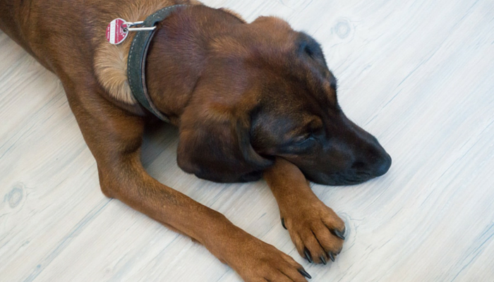 One Trick That Helped My Canines Delicate Separation Anxiousness