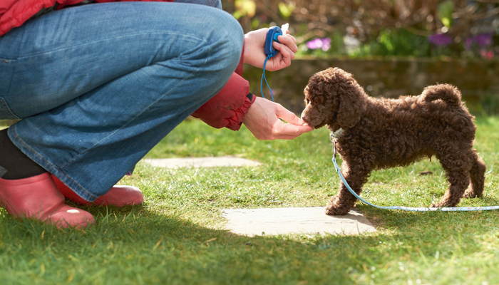 Methods to Get Began With Clicker Coaching Your Canine