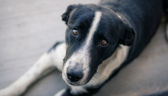 5 Myths About Managing Separation Anxiousness in Canines