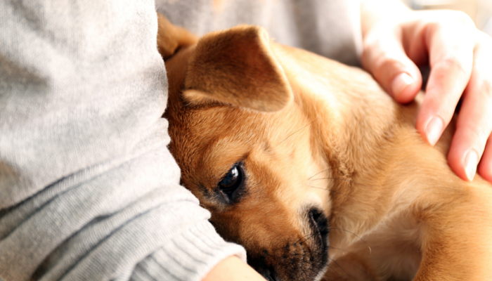 Why Do Canines Wish to Cuddle?