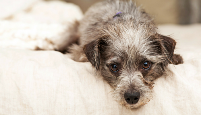 10 Methods to Assist Preserve Your Arthritic Canine Snug