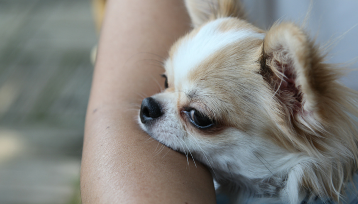 Research Finds Canines Scale back Stress in Households With Autistic Youngsters