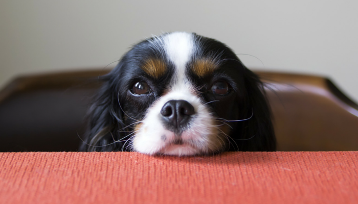 Why Do Canines Get Eye Boogers?