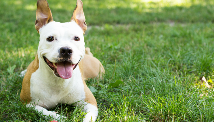 Feeding Your Canine Much less Could Lead To A Longer Life