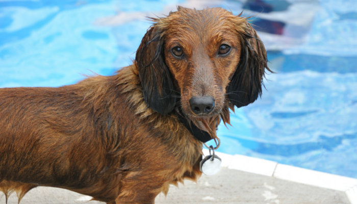 Research Discover Swimming Improves Mobility in Canines