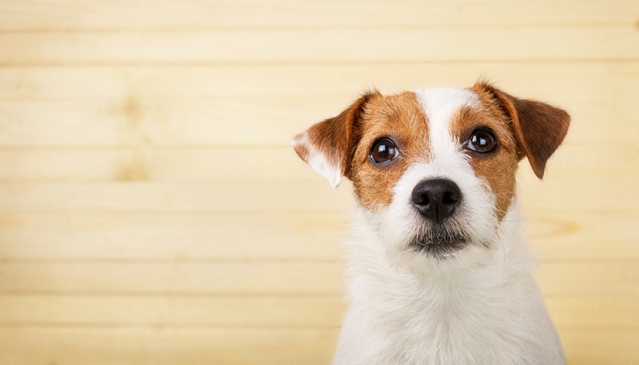 Why Do Canines Drink From the Rest room?