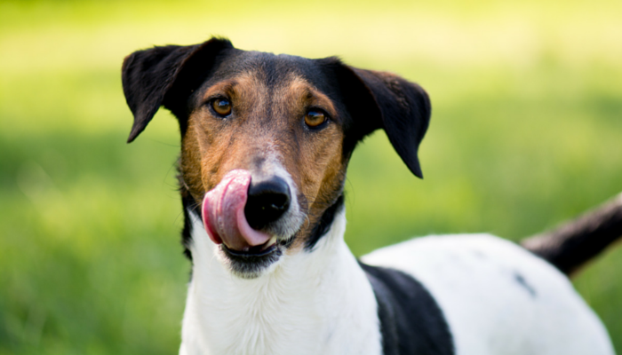 Find out how to Hold Your Canine From Licking Their Wounds