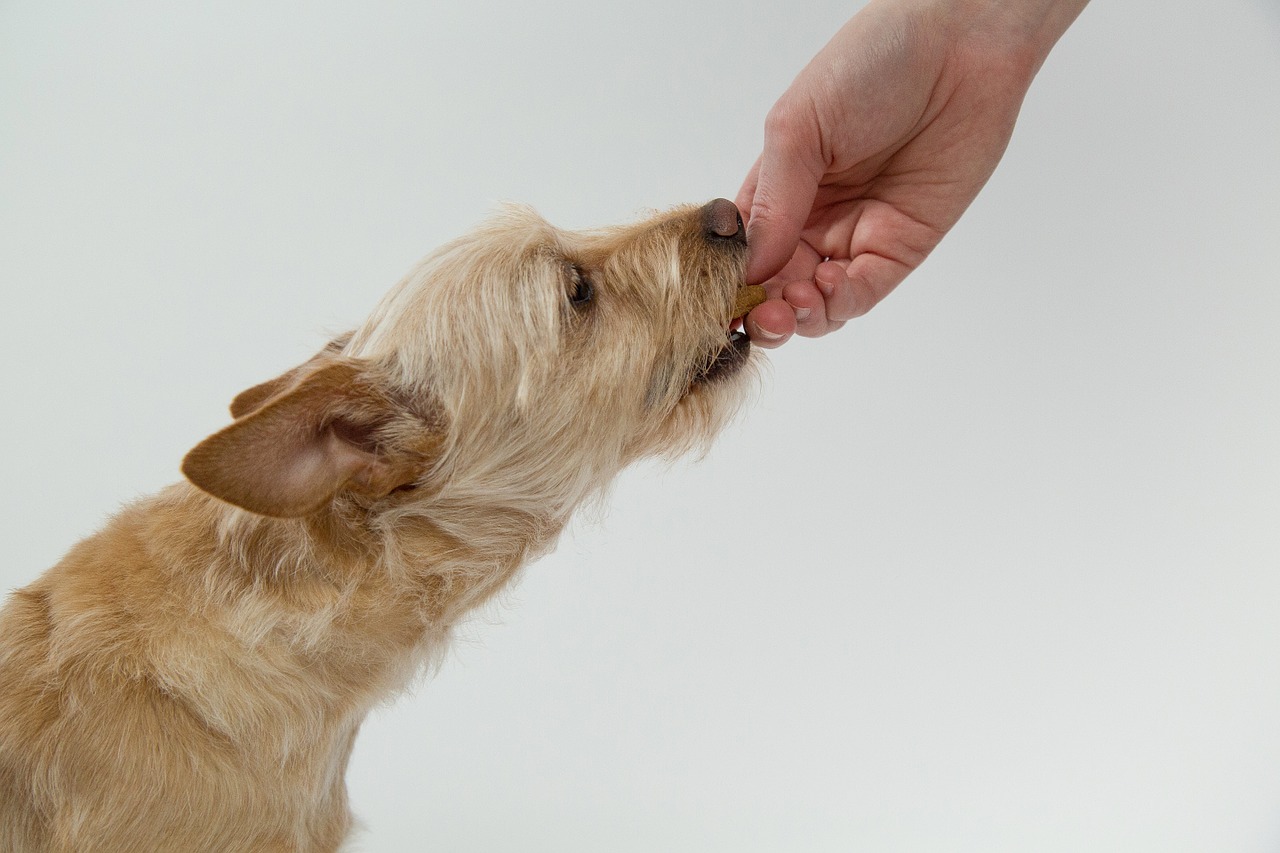 7 Suggestions For Getting Your Canine To Take Their Drugs