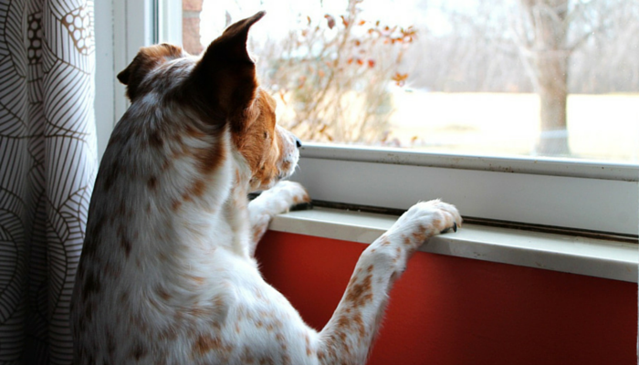 5 Suggestions for Managing Canine Separation Anxiousness