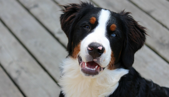 Examine Finds Canines Desire To Earn Treats