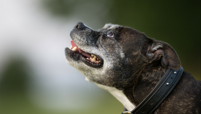 10 Ideas For Exercising a Senior Canine