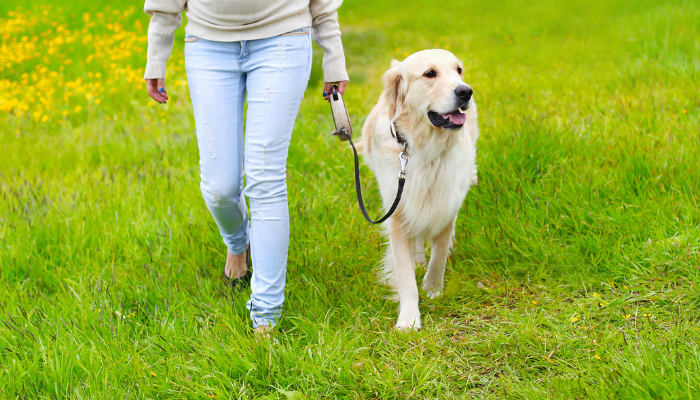 How I Stopped My Canine From Pulling on the Leash