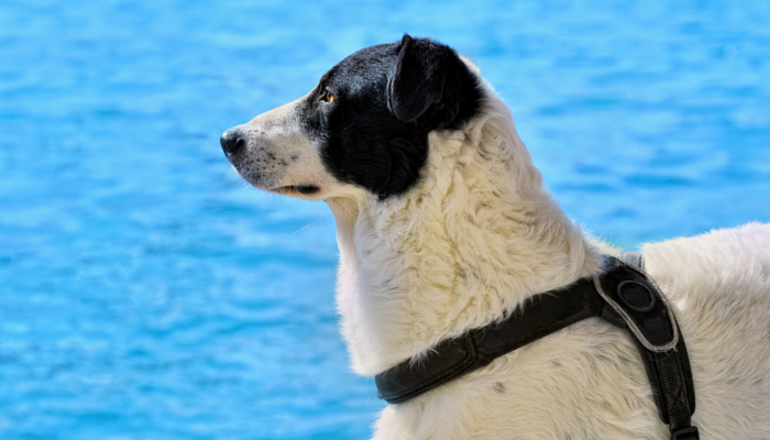 10 Swimming Security Suggestions for Your Canine