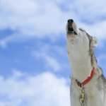 Why Do Canine Howl? – Pet Leaks